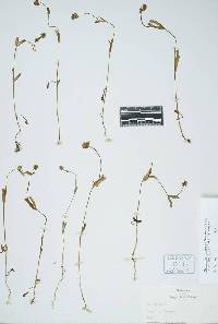 Plectritis ciliosa subsp. insignis image