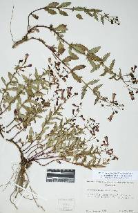 Penstemon richardsonii var. curtiflorus image