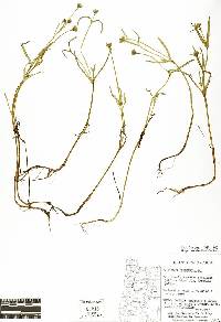Lasthenia glaberrima image