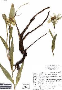 Helianthella uniflora var. douglasii image