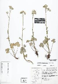 Suksdorfia ranunculifolia image