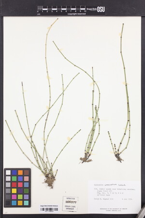Equisetum variegatum image