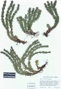 Huperzia occidentalis image