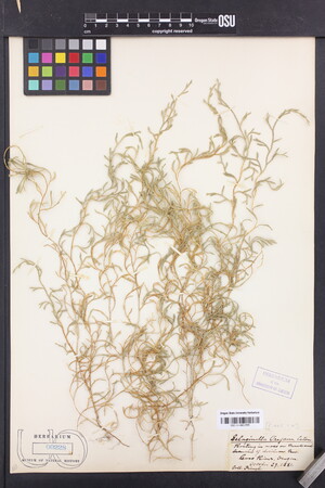 Image of Selaginella oregana