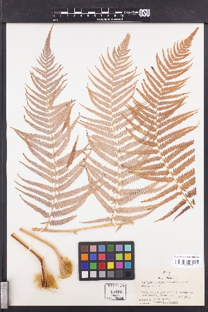 Image of Cibotium schiedei