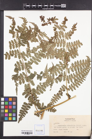 Image of Dennstaedtia obtusifolia