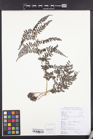 Monachosorum henryi image