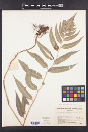 Image of Polystichum hookerianum