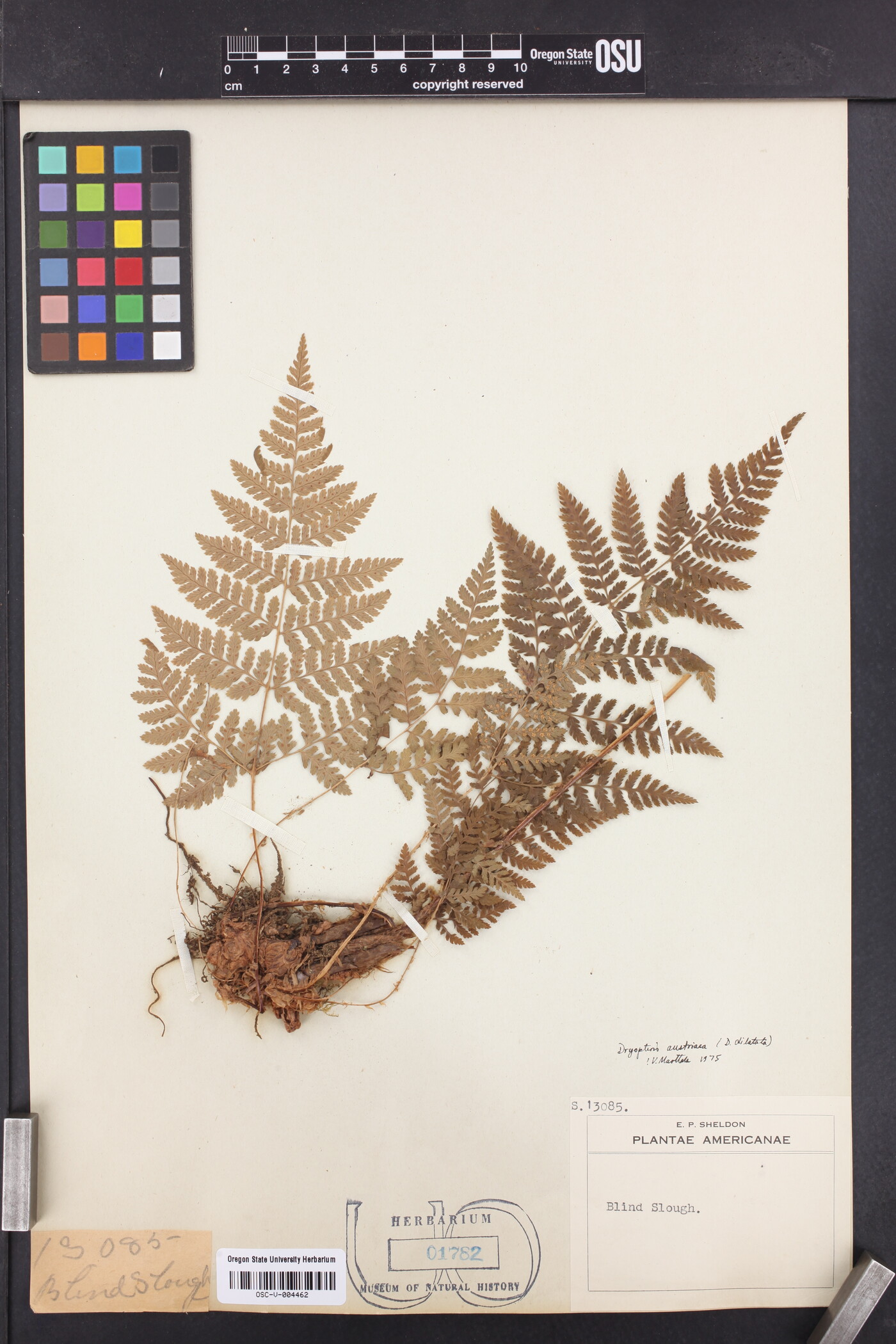 Dryopteris campyloptera image