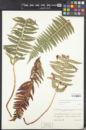 Polemonium californicum image
