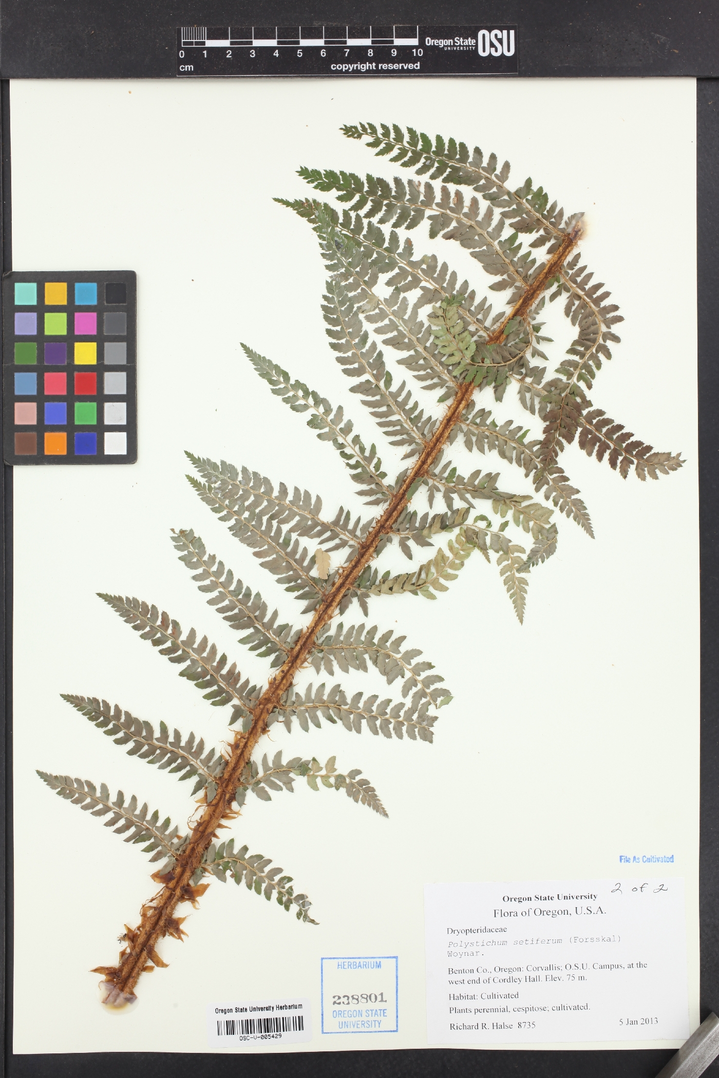 Polystichum setiferum image