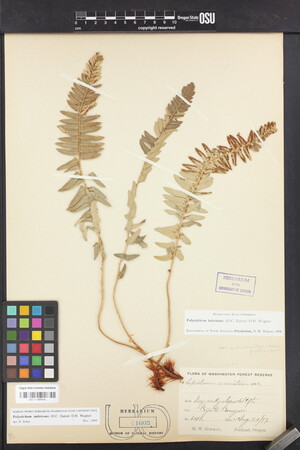 Image of Polystichum imbricans