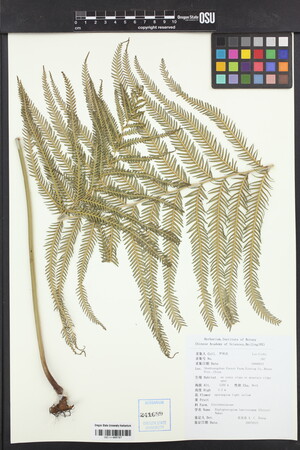 Image of Diplopterygium laevissimum