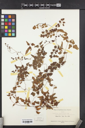Lygodium scandens image