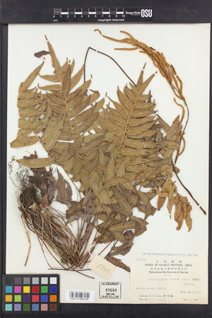 Image of Plagiogyria adnata