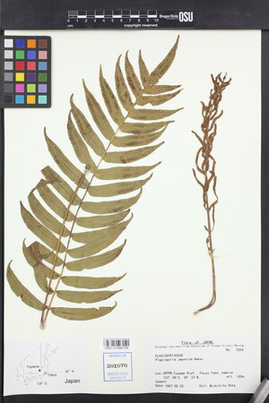 Image of Plagiogyria japonica