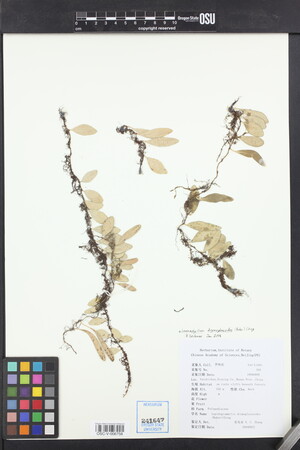Image of Lepisorus drymoglossoides