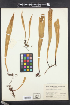 Loxogramme salicifolia image
