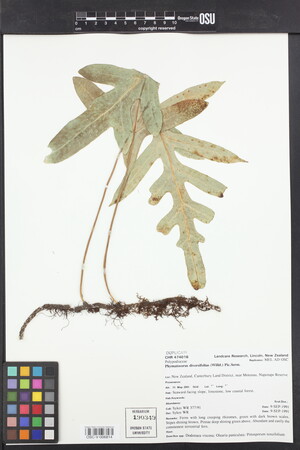 Phymatosorus diversifolius image