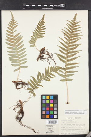 Polypodium glycyrrhiza image