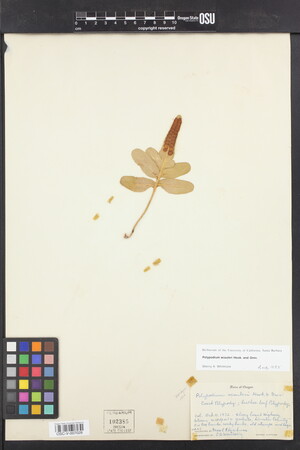 Image of Polypodium scouleri