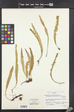 Polypodium lanceolatum var. trichophorum image