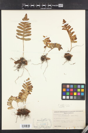Image of Polypodium californicum