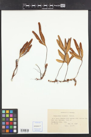 Pleopeltis muenchii image