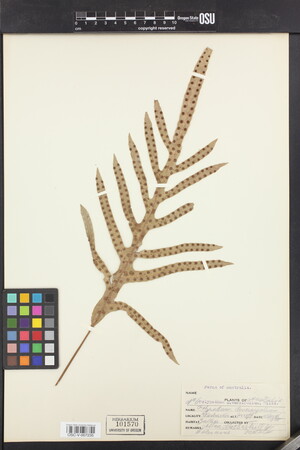 Phymatosorus diversifolius image