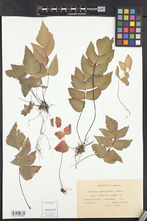 Image of Adiantum macrophyllum