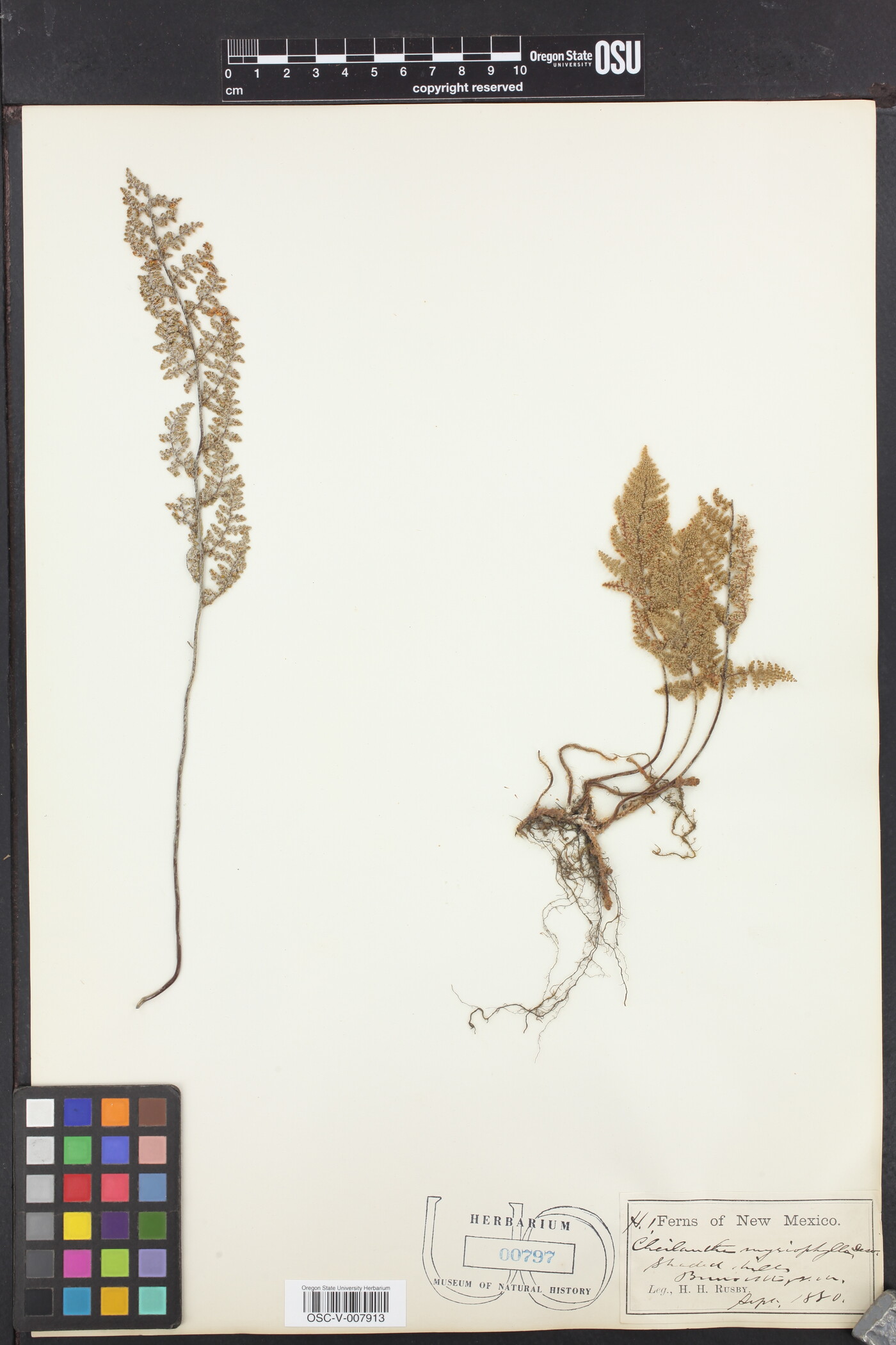 Myriopteris myriophylla image