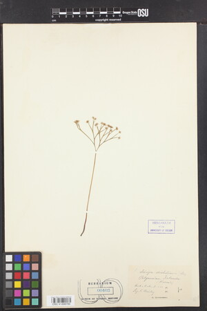 Image of Schizaea dichotoma