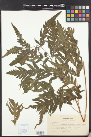 Tectaria dilacerata image