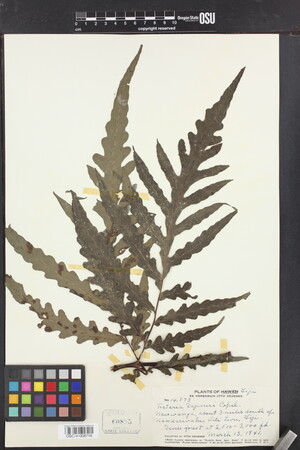 Image of Tectaria degeneri