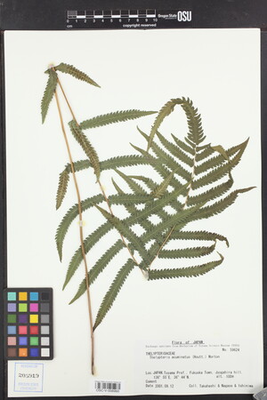 Image of Christella acuminata