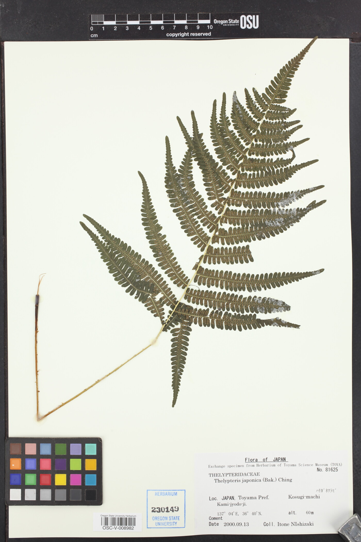 Parathelypteris japonica image