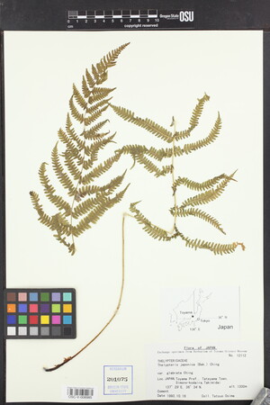 Thelypteris japonica image