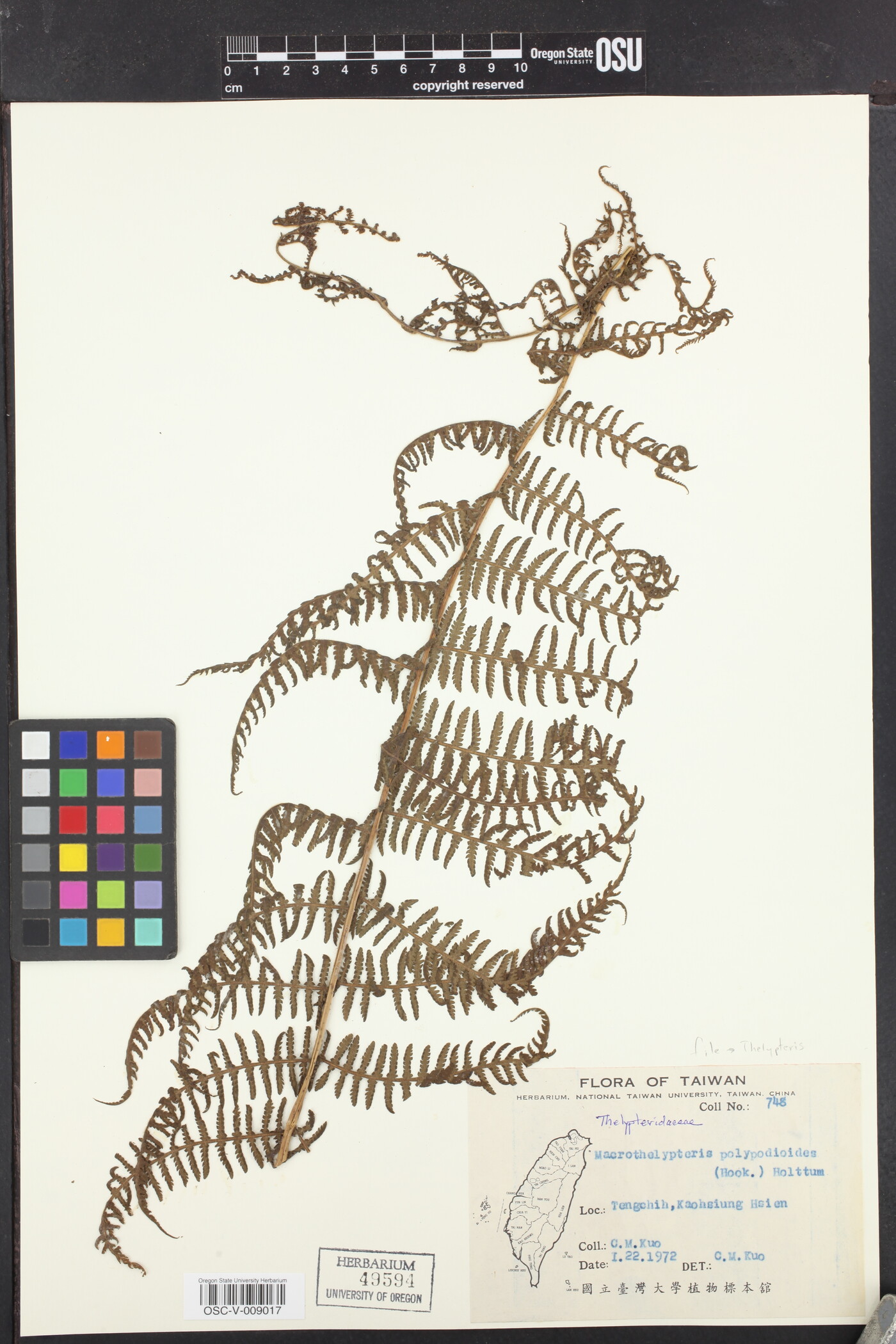 Thelypteris polypodioides image