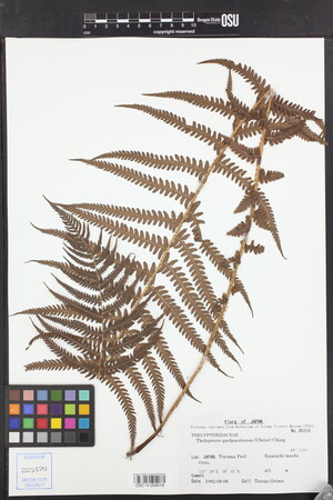 Image of Oreopteris quelpartensis