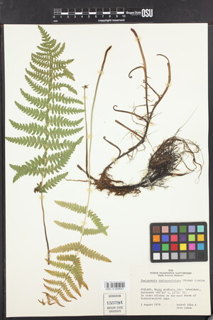Thelypteris thelypterioides image