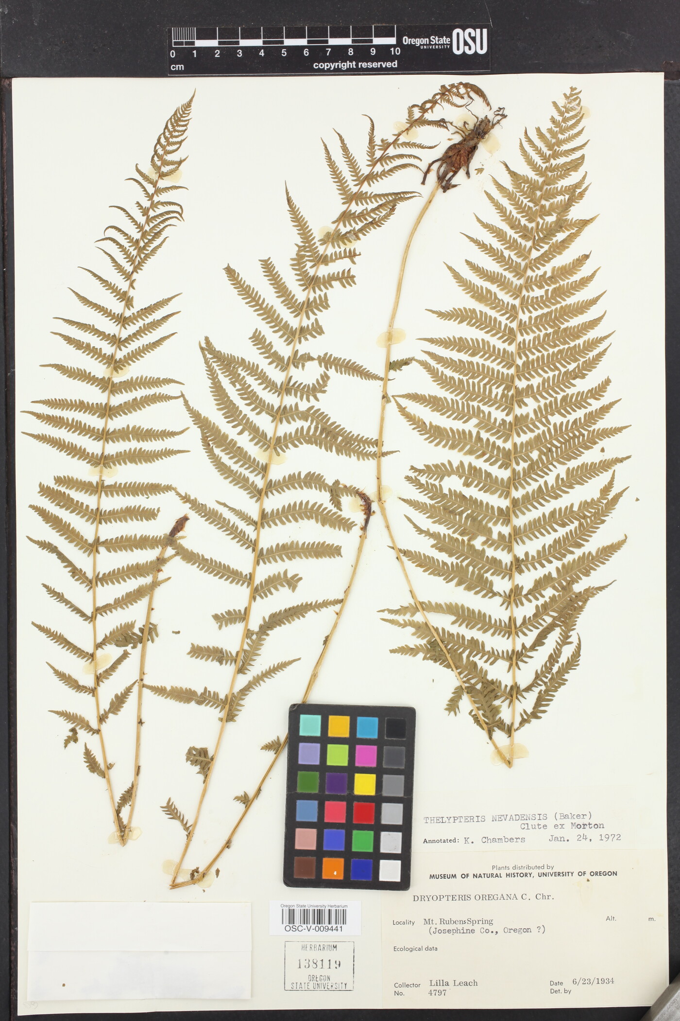 Thelypteris nevadensis image