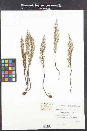 Pellaea mucronata var. californica image