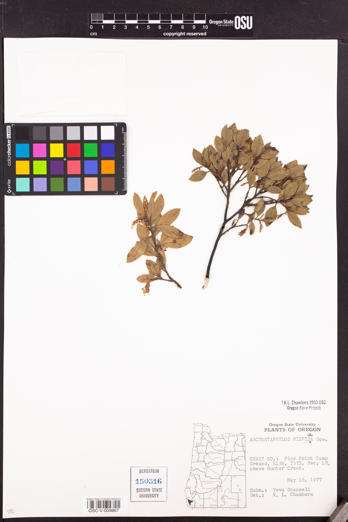 Arctostaphylos hispidula image