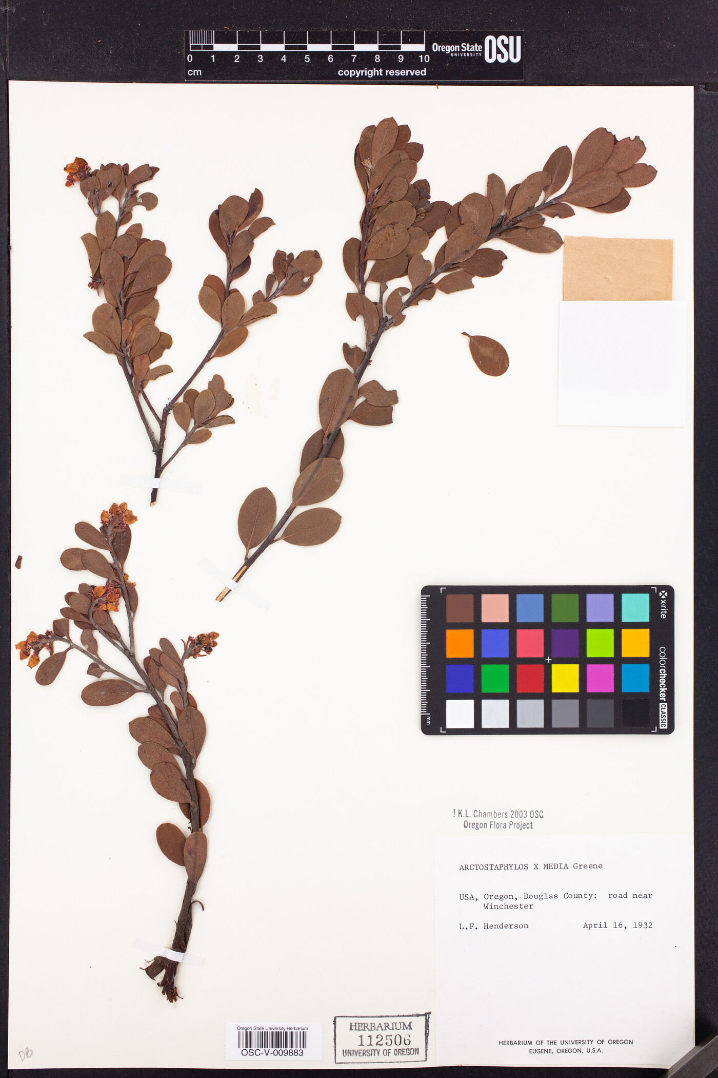 Arctostaphylos x media image