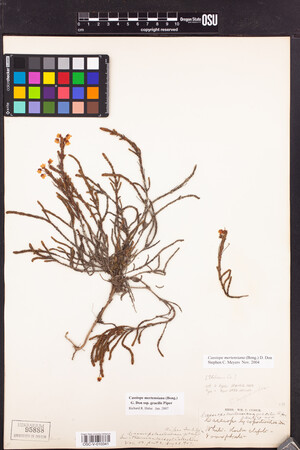 Cassiope mertensiana subsp. gracilis image