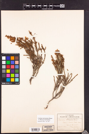 Cassiope mertensiana subsp. mertensiana image