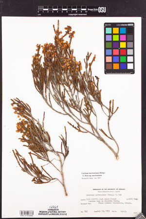 Cassiope mertensiana subsp. mertensiana image
