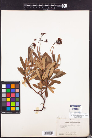 Chimaphila umbellata subsp. occidentalis image