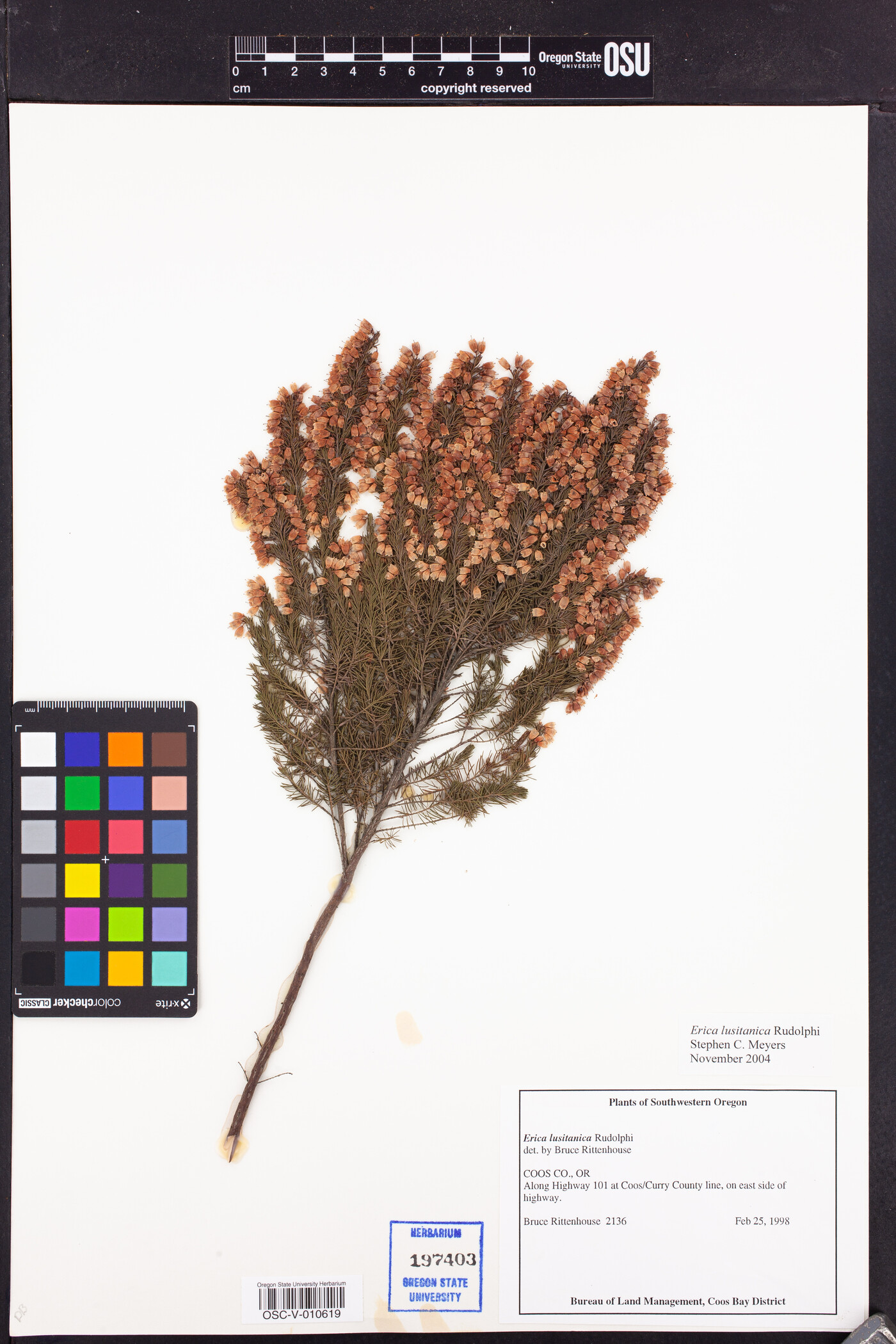 Erica lusitanica image