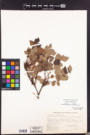Gaultheria ovatifolia image